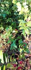 Phaleria macrocarpa