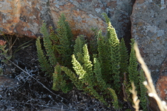 Cheilanthes hirta