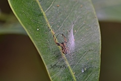Araneus ejusmodi
