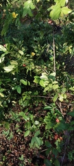 Phaleria macrocarpa