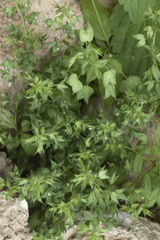 Veronica intercedens