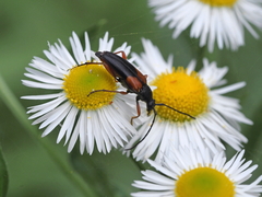 Stenurella jaegeri