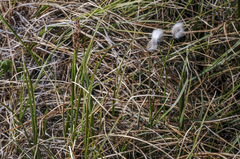 Eriophorum chamissonis