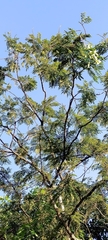 Parkia speciosa