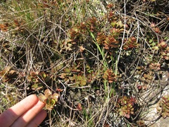 Veronica lavaudiana