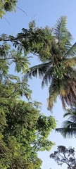 Parkia speciosa