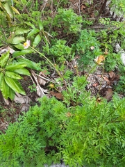 Cosmos sulphureus