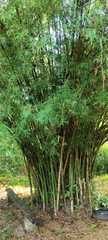 Bambusa heterostachya