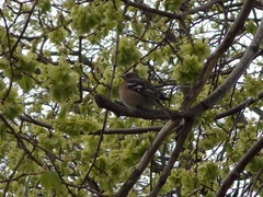 Fringilla coelebs