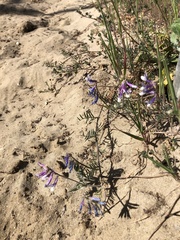 Vicia villosa pseudocracca