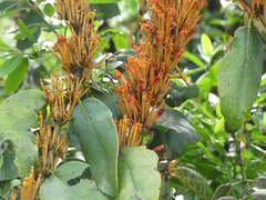 Agelanthus kraussianus