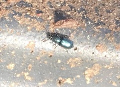 Necrobia violacea