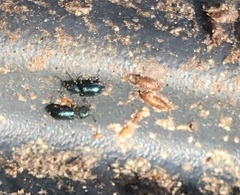 Necrobia violacea