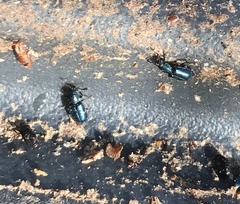 Necrobia violacea