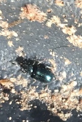 Necrobia violacea