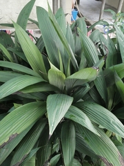 Molineria capitulata