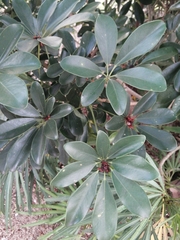 Machilus thunbergii