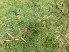 Vachellia gerrardii