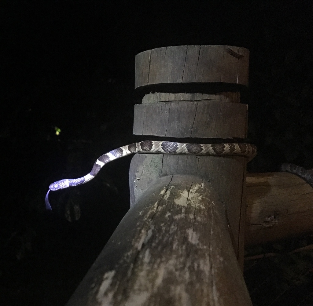 Neuwied's Tree Snake (Dipsas neuwiedi)