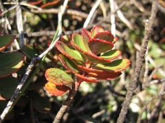 Veronica lavaudiana