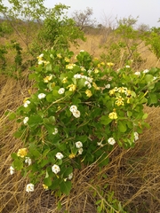 Gardenia erubescens
