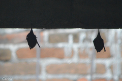 Balantiopteryx plicata