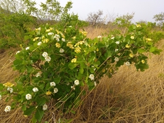 Gardenia erubescens