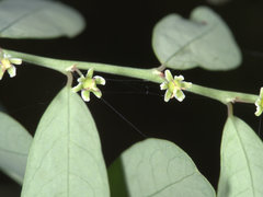 Phyllanthus gunnii