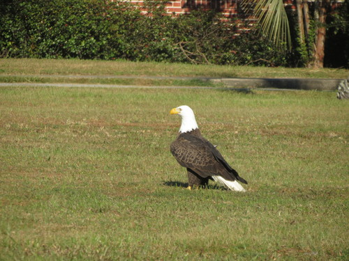 Bald Eagle photographed in Florida