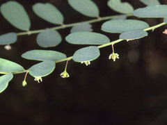 Phyllanthus gunnii