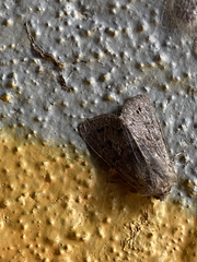 Orthosia populeti