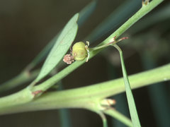 Phyllanthus gunnii
