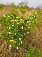 Gardenia erubescens