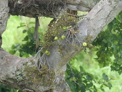 Ficus natalensis