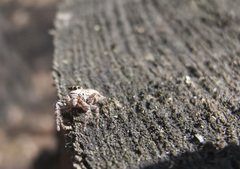 Dendryphantes