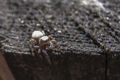 Dendryphantes