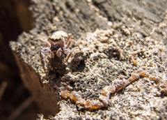 Dendryphantes