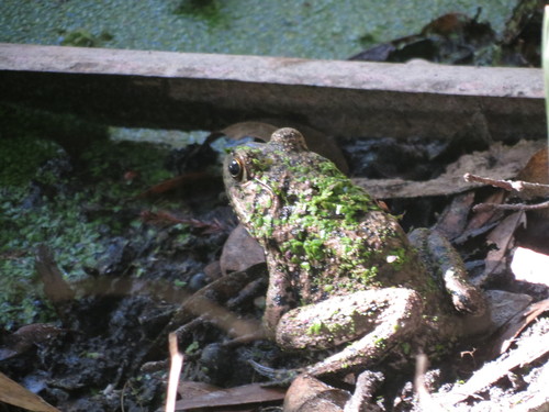 Lithobates heckscheri