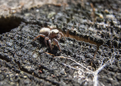 Dendryphantes