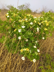 Gardenia erubescens