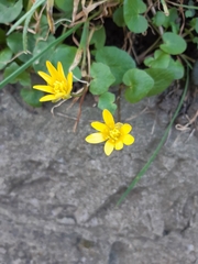 Ficaria verna