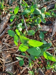 Asystasia gangetica