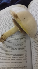 Agaricus xanthodermus