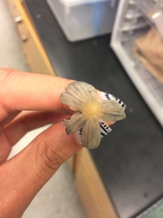 Parasola plicatilis image