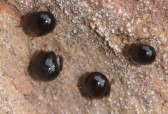 Galumnidae