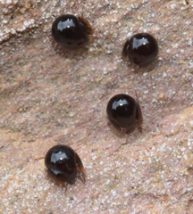 Galumnidae