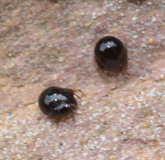 Galumnidae
