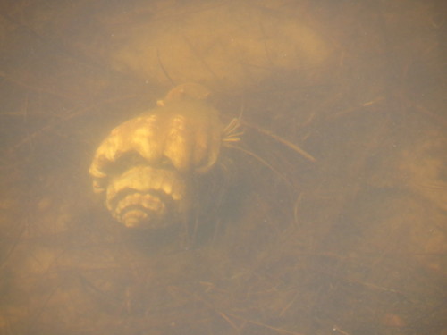 Clibanarius vittatus
