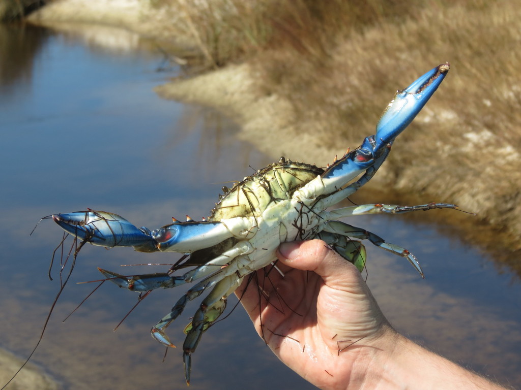 Mavi yengeç (Callinectes sapidus)