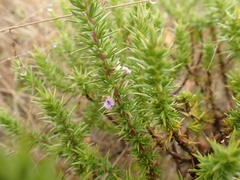 Muraltia ericifolia